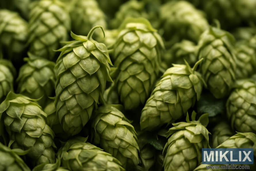 à¤¤à¤¾à¤à¤¼à¥ à¤«à¤à¤² à¤à¥à¤à¥à¤°à¤¾à¤ªà¥à¤²à¥à¤à¤¡ à¤¹à¥à¤ª à¤à¥à¤¨ à¤à¤¾ à¤à¥à¤²à¥à¤à¤¼-à¤à¤ª à¤µà¥à¤¯à¥, à¤à¥ à¤¹à¤²à¥à¤à¥ à¤§à¥à¤à¤§à¤²à¥ à¤¬à¥à¤à¤à¥à¤°à¤¾à¤à¤à¤¡ à¤à¥ à¤¸à¤¾à¤¥ à¤¶à¤¾à¤°à¥à¤ª à¤«à¥à¤à¤¸ à¤®à¥à¤ à¤¹à¥à¥¤