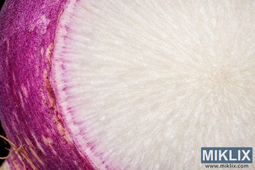Macro photograph showing a cross-section of a turnip with white flesh and purple skin detail, highlighting the texture and color transition between the two layers. Macro photograph showing a cross-section of a turnip with white flesh and purple skin detail, highlighting the texture and color transition between the two layers.