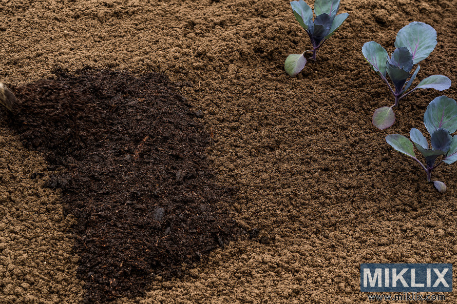 Terra de jardÃ­ acabada de llaurar amb compost i plantes joves de col llombarda