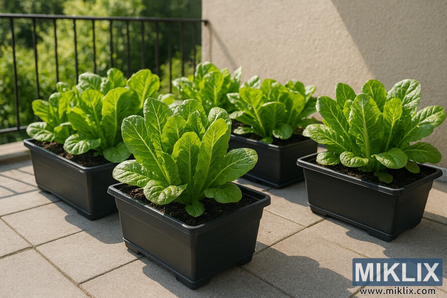 Four black containers with lush Romaine lettuce growing on a sunlit patio