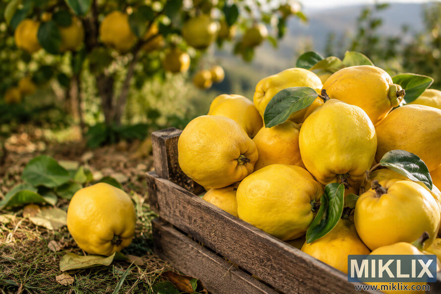 Fresh golden quince fruits displayed in a rustic wooden crate in a sunlit orchard, surrounded by green leaves and soft natural scenery. Fresh golden quince fruits displayed in a rustic wooden crate in a sunlit orchard, surrounded by green leaves and soft natural scenery.