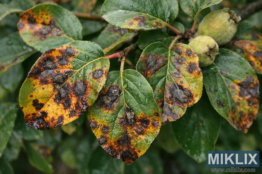 High-resolution close-up of quince tree leaves showing dark brown and black leaf spot lesions with yellow halos and curling edges, with unripe fuzzy quinces blurred in the background.