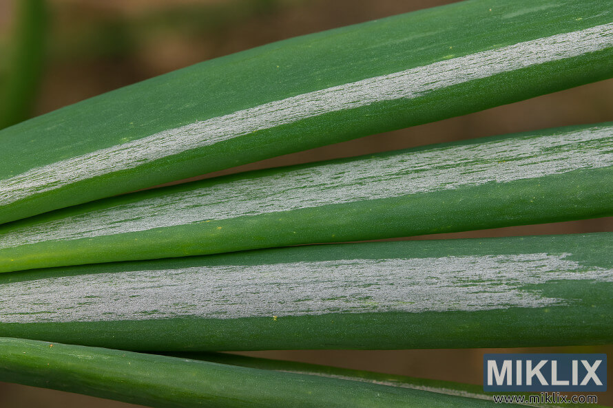 Close-up of onion leaves showing silvery streaks caused by thrips damage