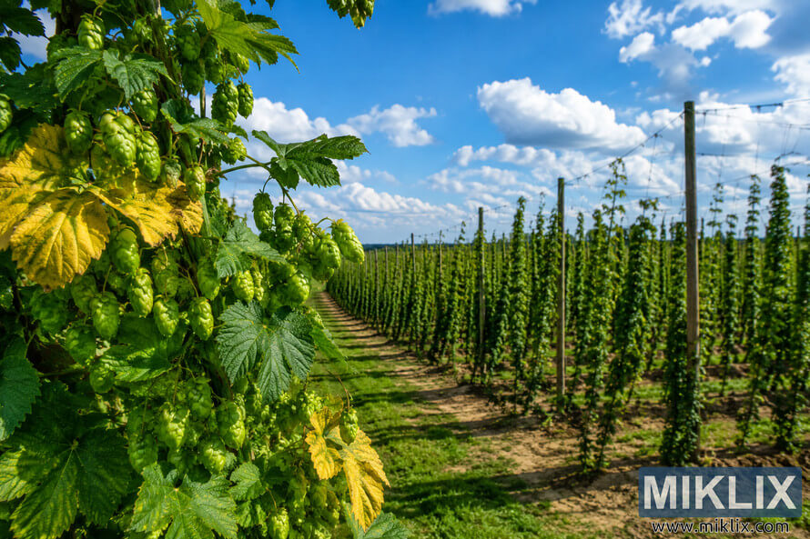 A vibrant hop plant with lush green cones and yellowing wilt-resistant leaves in the foreground, overlooking a sunny trellised hop field beneath a bright blue sky with fluffy white clouds. A vibrant hop plant with lush green cones and yellowing wilt-resistant leaves in the foreground, overlooking a sunny trellised hop field beneath a bright blue sky with fluffy white clouds.