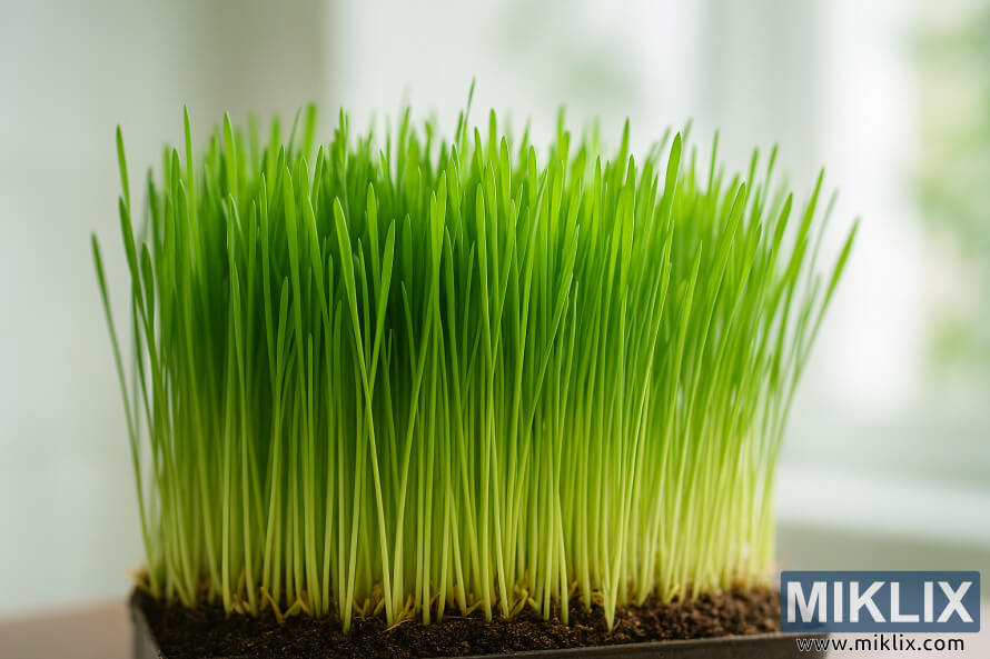 Vibrant green wheatgrass growing in a shallow container under soft indirect light