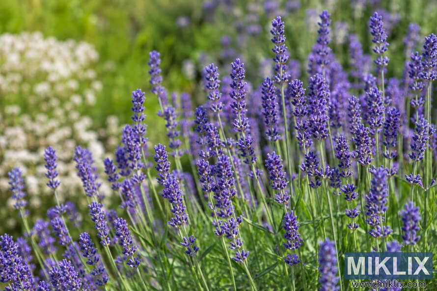 Fresh purple lavender flower spikes blooming in a lush green garden under warm sunlight with a soft blurred floral background. Fresh purple lavender flower spikes blooming in a lush green garden under warm sunlight with a soft blurred floral background.