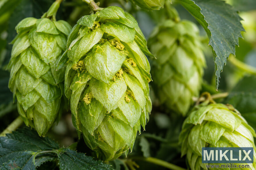 Macro close-up of fresh green hop cones on the plant, with yellow lupulin glands visible between the layered bracts and softly blurred green foliage in the background.
