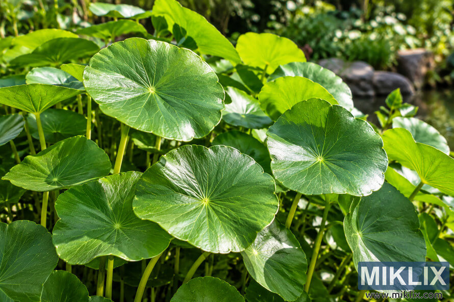 Close-up of lush green Chinese hat plant leaves on upright stems in bright summer sunlight, with rocks and blurred greenery behind. Close-up of lush green Chinese hat plant leaves on upright stems in bright summer sunlight, with rocks and blurred greenery behind.