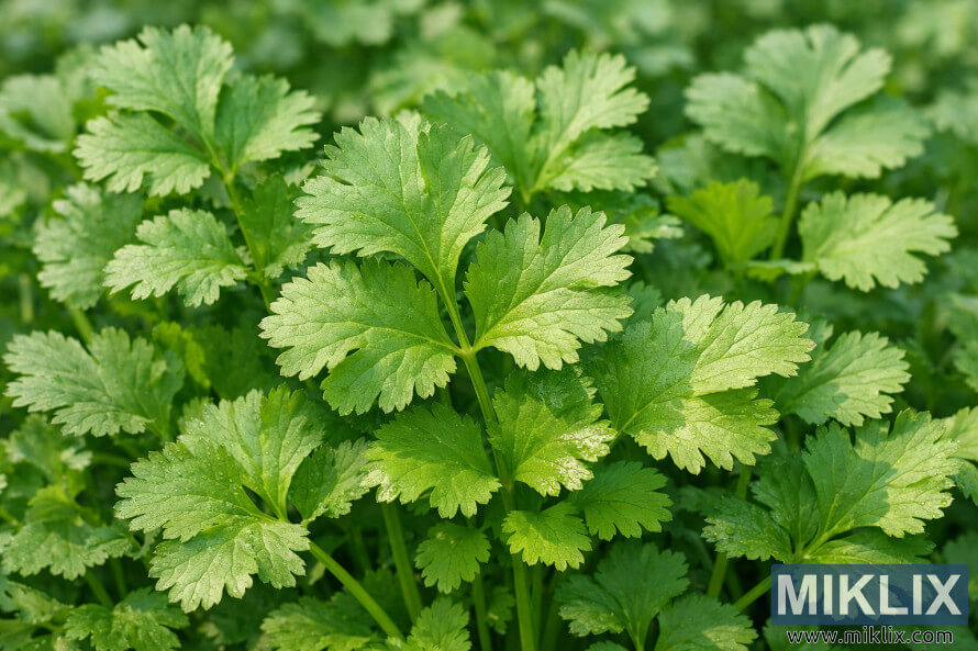 Photographie rapprochÃ©e des plants de coriandre Leisure montrant de grandes feuilles vert vif avec des veines visibles et de la rosÃ©e fraÃ®che dans un parterre dense.