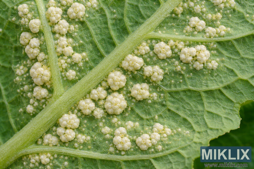 Macro view of white rust pustules clustered along the veins on the underside of a green mustard leaf.