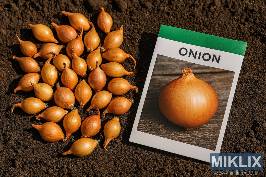 Golden onion sets beside a packet of onion seeds on dark tilled soil