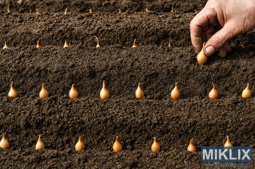 Gardener planting onion sets in evenly spaced rows of tilled soil