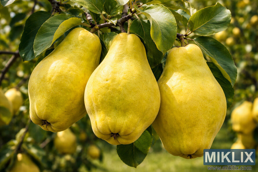 High-resolution landscape photo of three large pear-shaped Champion quinces hanging from a leafy branch in warm sunlight.
