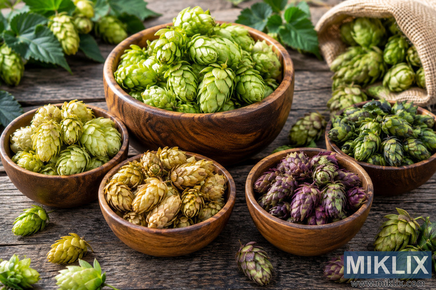 Landscape still life of multiple hop varieties arranged in wooden bowls on a rustic table, including fresh green, pale green, golden, dark green, and purple-toned hop cones, with loose hops, leafy vines, and a burlap sack in the background. Landscape still life of multiple hop varieties arranged in wooden bowls on a rustic table, including fresh green, pale green, golden, dark green, and purple-toned hop cones, with loose hops, leafy vines, and a burlap sack in the background.