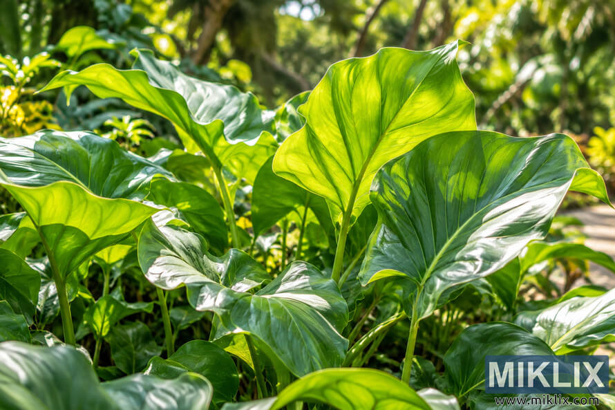 Close-up of large glossy green leaves glowing in bright summer sunlight, surrounded by dense foliage with a softly blurred garden background. Close-up of large glossy green leaves glowing in bright summer sunlight, surrounded by dense foliage with a softly blurred garden background.