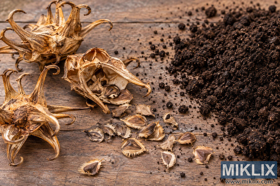 Close-up of dried claw-shaped seed pods and scattered seeds on weathered wood beside a mound of loose dark soil. Close-up of dried claw-shaped seed pods and scattered seeds on weathered wood beside a mound of loose dark soil.