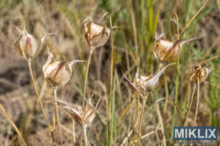Close-up of faded Calochortus venustus with pale papery seed structures and purple-brown markings among dry grasses. Close-up of faded Calochortus venustus with pale papery seed structures and purple-brown markings among dry grasses.