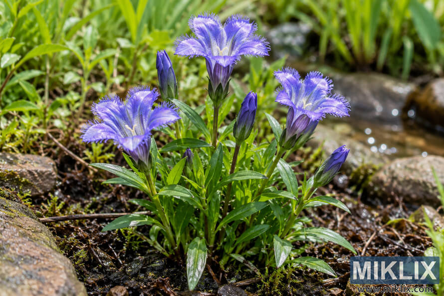 Purple-blue fringed flowers and unopened buds growing among green leaves, mossy rocks, and moist soil beside softly focused water. Purple-blue fringed flowers and unopened buds growing among green leaves, mossy rocks, and moist soil beside softly focused water.