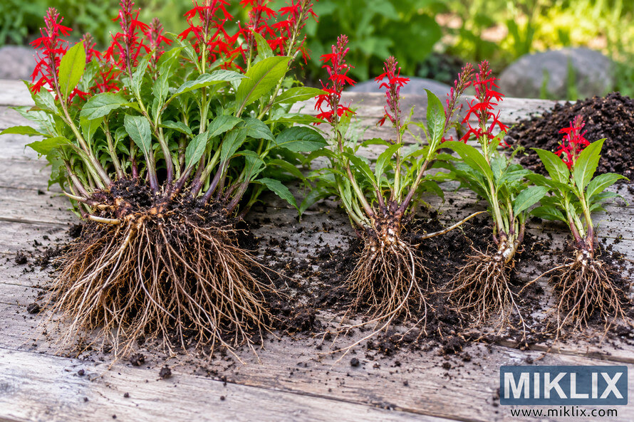 Large red-flowering plant clump and three smaller divisions with green shoots and exposed fibrous roots arranged on weathered wood. Large red-flowering plant clump and three smaller divisions with green shoots and exposed fibrous roots arranged on weathered wood.