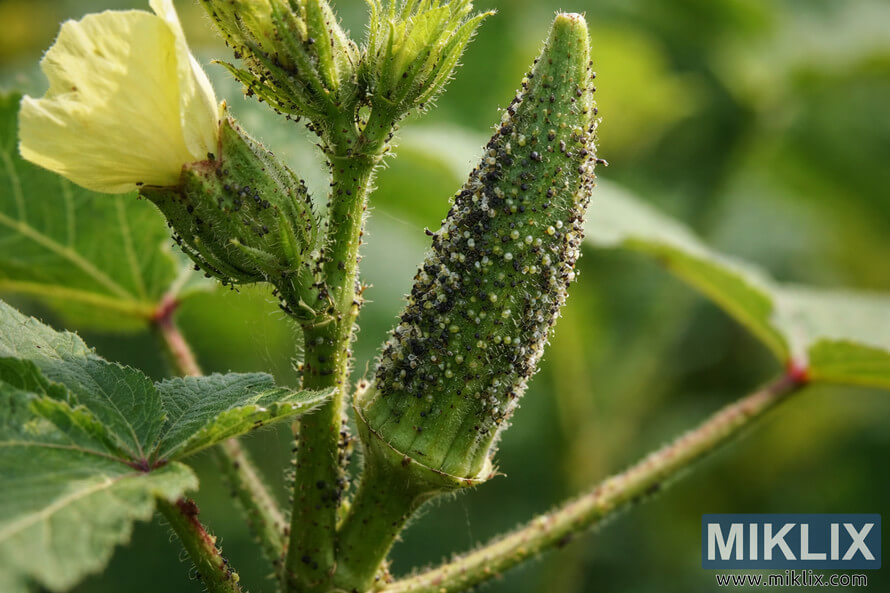 Close-up of an okra pod and stem heavily covered with clusters of aphids beside a yellow okra flower in natural daylight.
