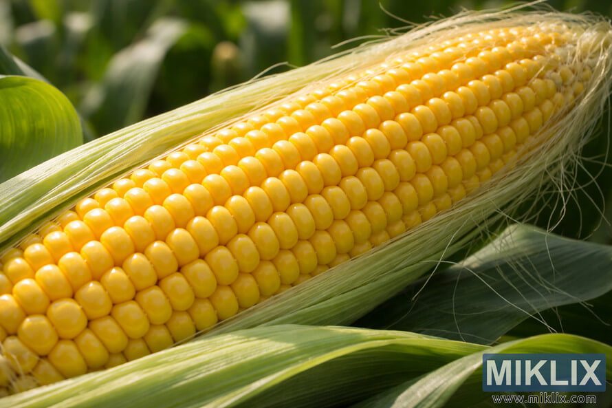 Large ear of bright yellow supersweet corn with shiny kernels and partially peeled green husk in a sunlit cornfield