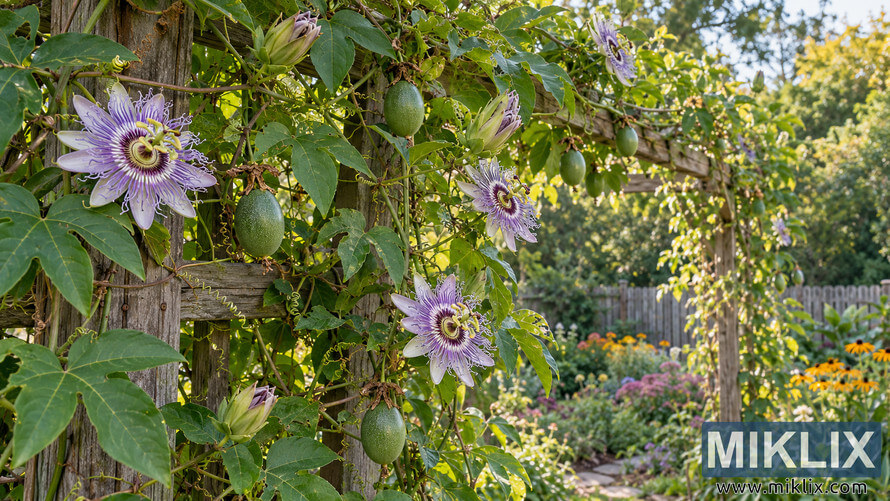 Mature maypop vine with lavender passionflowers and green fruits covering a weathered wooden trellis in a sunny home garden. Mature maypop vine with lavender passionflowers and green fruits covering a weathered wooden trellis in a sunny home garden.