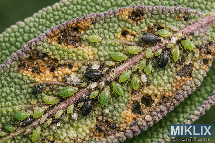 Image macro rapprochÃ©e des pucerons verts et noirs regroupÃ©s le long des nervures dâune feuille de sauge endommagÃ©e, montrant du jaunissement, des taches brunes et des dommages tissulaires liÃ©s aux parasites.