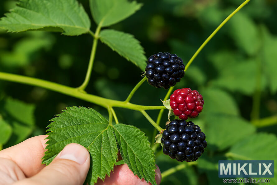 Des ronces lisses et sans Ã©pines, chargÃ©es de baies mÃ»res et de feuilles d'un vert luxuriant, dans un jardin.