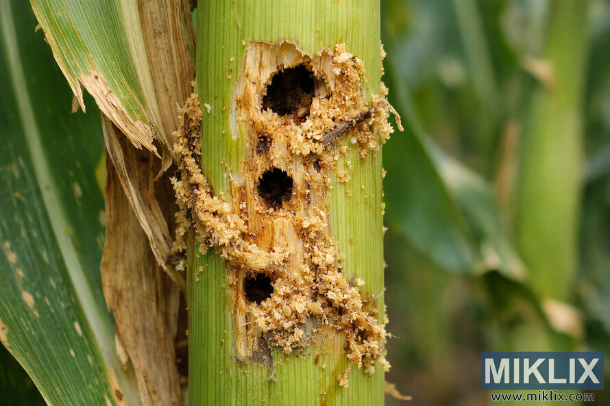 Close-up of a corn plant stalk with several corn borer entry holes surrounded by frass and damaged plant tissue.