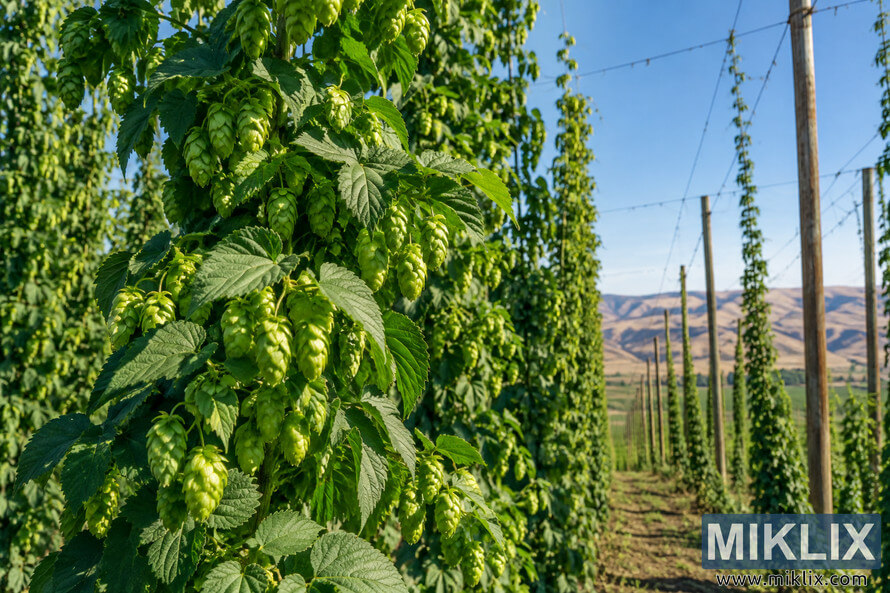 Landscape view of mature green hop plants covered with hop cones and climbing a tall wooden trellis system in a Yakima Valley hop yard, with rows of vines, dry rolling hills, and a clear blue sky in the background. Landscape view of mature green hop plants covered with hop cones and climbing a tall wooden trellis system in a Yakima Valley hop yard, with rows of vines, dry rolling hills, and a clear blue sky in the background.