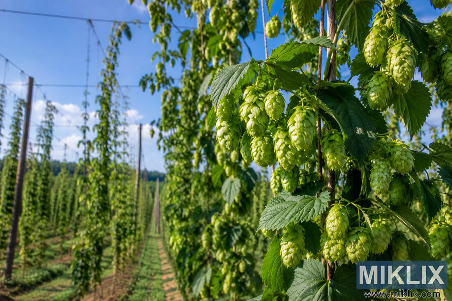 Mature Northern Brewer hop plant with clusters of green hop cones and serrated leaves climbing a tall trellis system in a sunlit hop field, with rows of vines, support poles, wires, and a blue sky in the background.