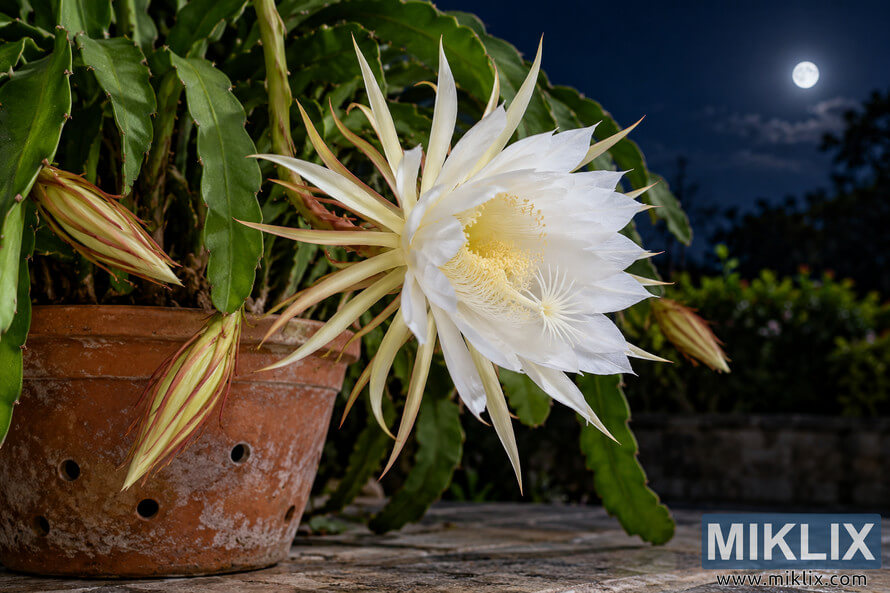 Night-blooming cereus with a large white flower growing from a weathered terracotta drainage pot at night, with a full moon in the background. Night-blooming cereus with a large white flower growing from a weathered terracotta drainage pot at night, with a full moon in the background.