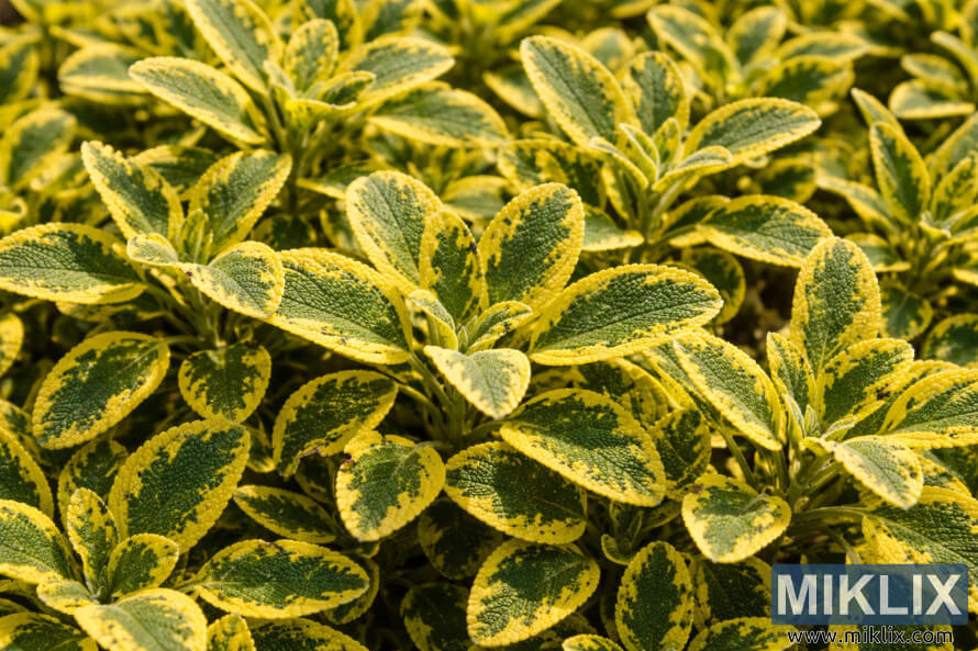 Gros plan sur des sauges dorÃ©es montrant des feuilles vert duveteuses avec des bords panachÃ©s jaune vif remplissant le cadre.