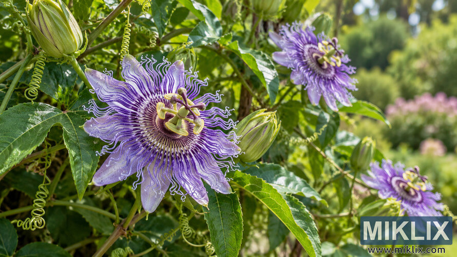 Purple passionflowers on a climbing vine with curled tendrils, green buds, and lobed leaves against a softly blurred garden. Purple passionflowers on a climbing vine with curled tendrils, green buds, and lobed leaves against a softly blurred garden.