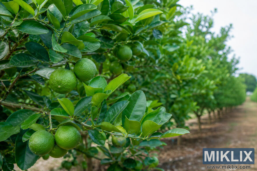 Landscape photograph of a healthy lime orchard with clusters of green limes growing on glossy leafy branches in sharp focus, while rows of citrus trees and a dirt pathway fade into a softly blurred background under natural daylight.