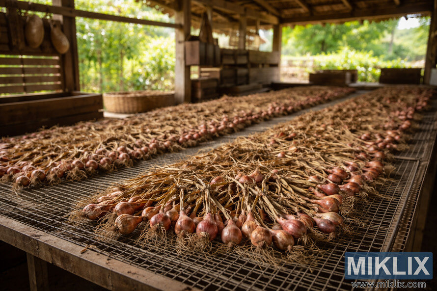 Freshly harvested shallots curing on wire mesh racks inside a rustic, well-ventilated barn with natural light and good air circulation.