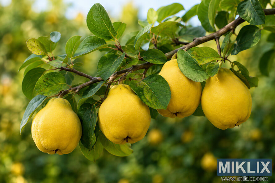 Close-up landscape photograph of a quince tree branch with several ripe golden-yellow quince fruits surrounded by lush green leaves in soft natural sunlight with a blurred orchard background. Close-up landscape photograph of a quince tree branch with several ripe golden-yellow quince fruits surrounded by lush green leaves in soft natural sunlight with a blurred orchard background.