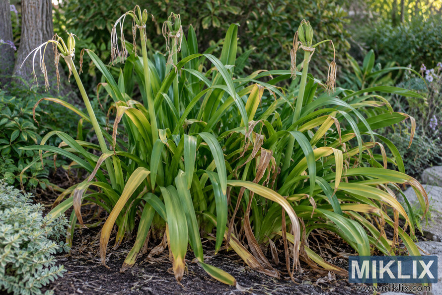 Clump of Peruvian daffodil foliage with green, yellowing, and browning leaves and spent flower stalks in a garden bed.