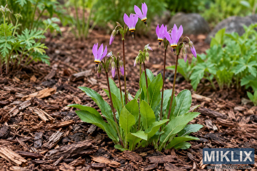 Close-up of purple shooting-star-like flowers on slender stems above green leaves, surrounded by brown wood-chip mulch and garden foliage.