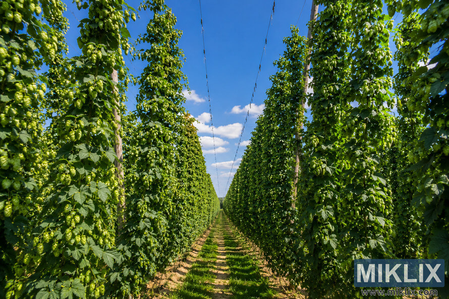Wide landscape photograph of a lush Belgian hop field on a bright summer day, featuring tall green hop vines growing along trellises under a vivid blue sky. Wide landscape photograph of a lush Belgian hop field on a bright summer day, featuring tall green hop vines growing along trellises under a vivid blue sky.