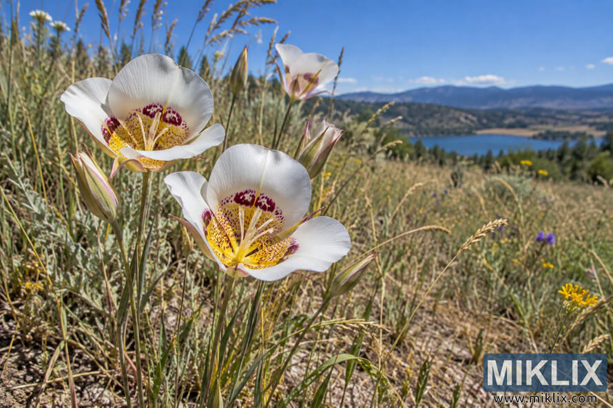 White butterfly mariposa lilies with yellow and burgundy centers blooming among dry meadow grasses, with blue water and distant mountains behind. White butterfly mariposa lilies with yellow and burgundy centers blooming among dry meadow grasses, with blue water and distant mountains behind.