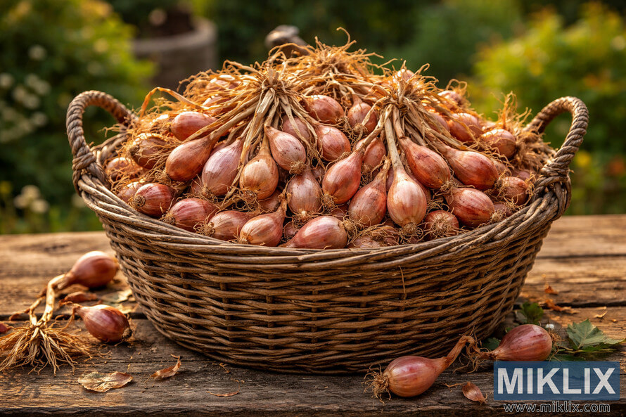 Rustic wicker basket filled with freshly cured shallots on a wooden table in warm garden light