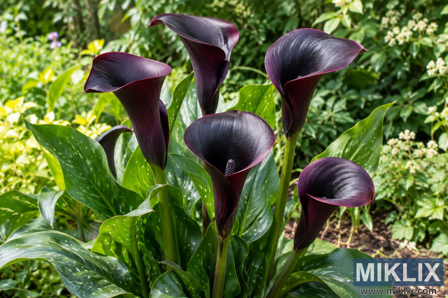 Five dark purple-black calla lilies flowering among glossy speckled green leaves in a lush, sunlit garden. Five dark purple-black calla lilies flowering among glossy speckled green leaves in a lush, sunlit garden.