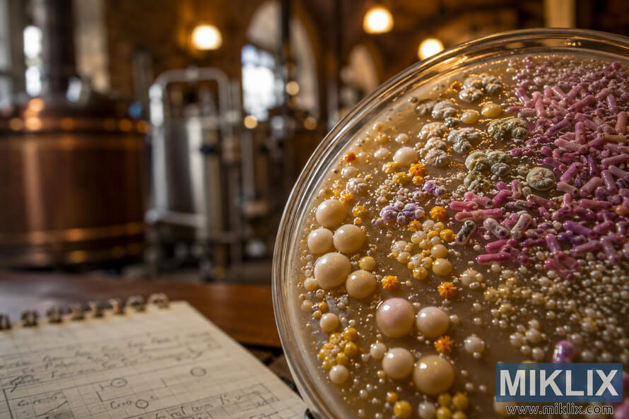 Close-up illustration of microorganisms involved in Belgian Lambic fermentation inside a Petri dish, featuring detailed yeast cells and wild bacteria with blurred brewing equipment and warm bokeh lighting in the background.