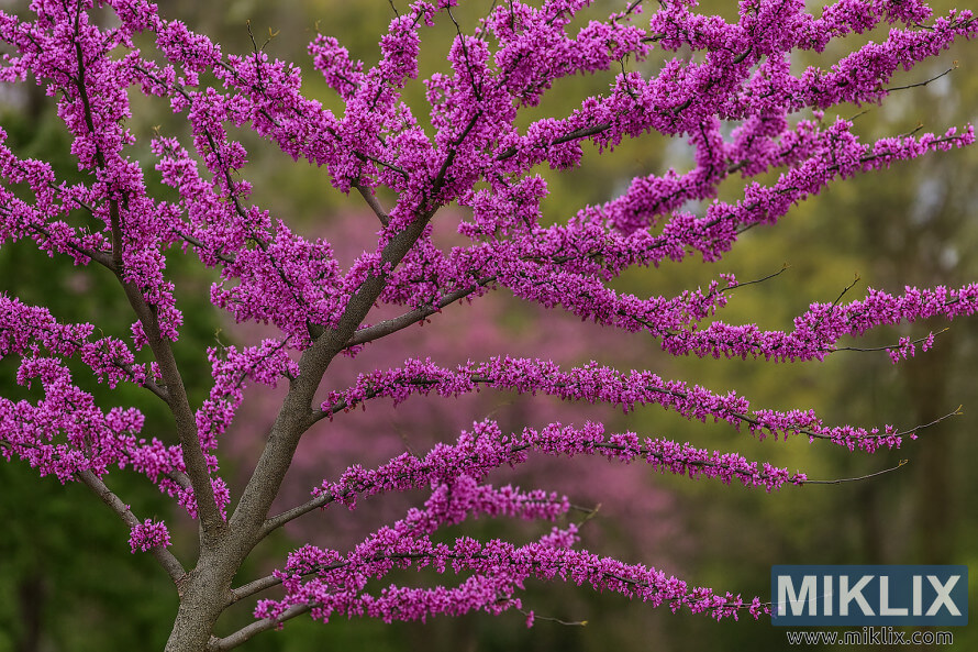 Arbre Redbud de lâEst avec des fleurs magenta-roses Ã©clatantes dans un paysage printanier