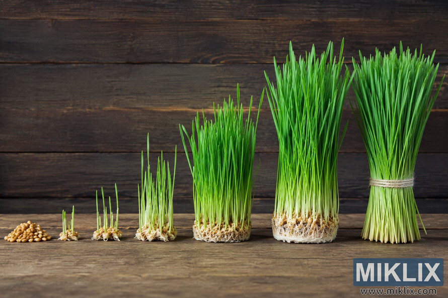 Landscape image showing wheatgrass in multiple growth stages from scattered seeds to fully mature harvested bundles, arranged from left to right on a rustic wooden surface against a dark wooden background. Landscape image showing wheatgrass in multiple growth stages from scattered seeds to fully mature harvested bundles, arranged from left to right on a rustic wooden surface against a dark wooden background.