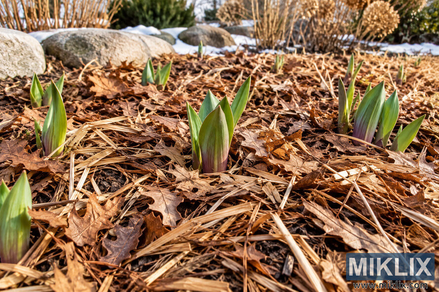 Green Crown Imperial shoots emerging through light leaf and straw mulch in a garden bed, with rocks and patches of snow in the background. Green Crown Imperial shoots emerging through light leaf and straw mulch in a garden bed, with rocks and patches of snow in the background.