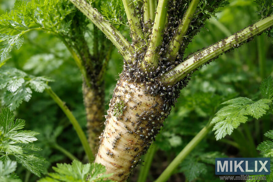 Close-up of a parsnip plant with dense clusters of aphids covering the stem and leaf bases in a green garden setting.
