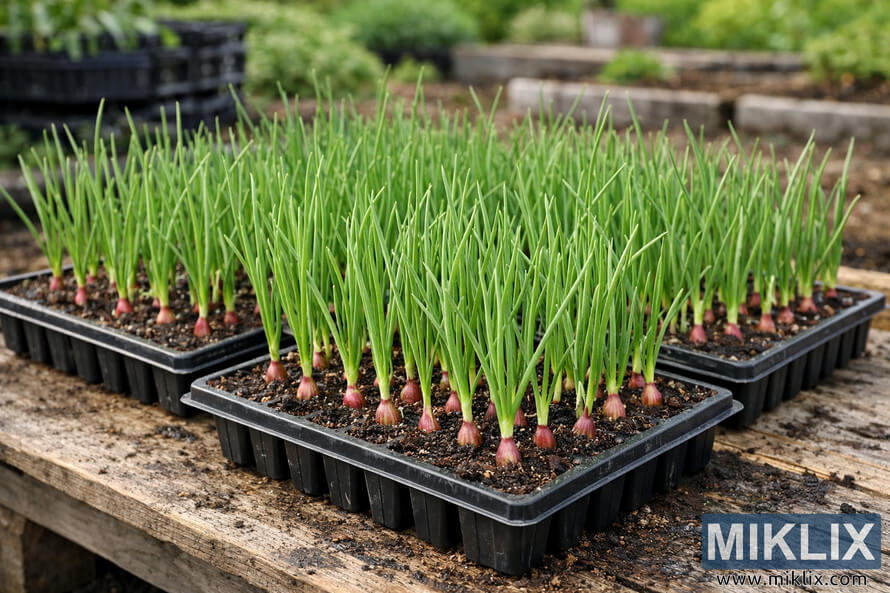 Seedling trays filled with young green shallot plants with reddish bases, growing in soil and ready for transplanting in a garden.