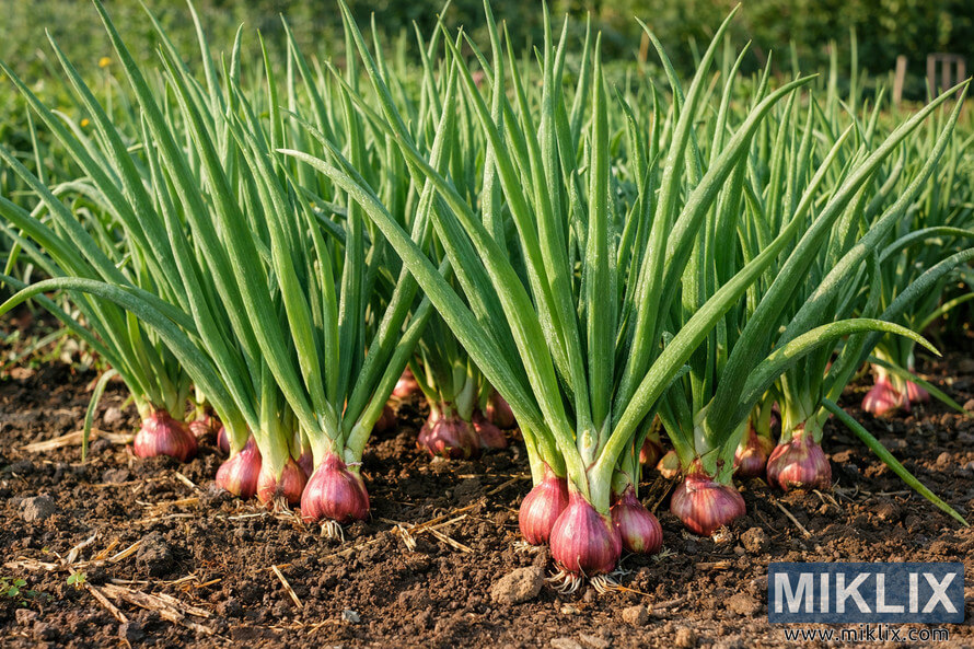 Healthy mature shallot plants with green foliage and partially exposed reddish bulbs growing in a garden bed under soft sunlight.